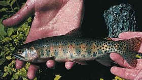 Formerly Extinct State Fish Finds Its Way Back to Native Waters of Colorado