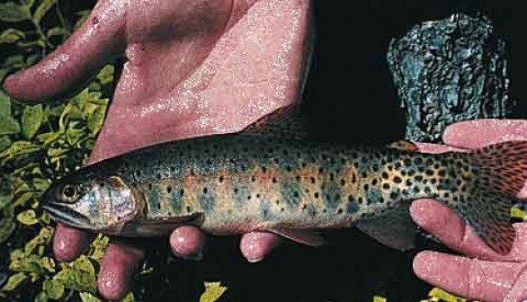Formerly Extinct State Fish Finds Its Way Back to Native Waters of Colorado