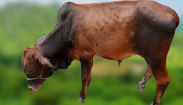 Lumpy Skin Disease Outbreak Kills 100,000 Bovines, Sick Cattle Count Exceeds 2 Million in India