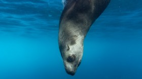 Sea Lion diving in water