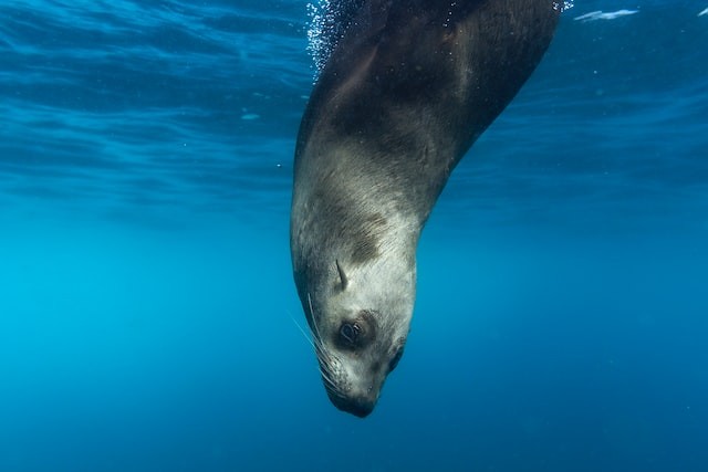 Sea Lion diving in water
