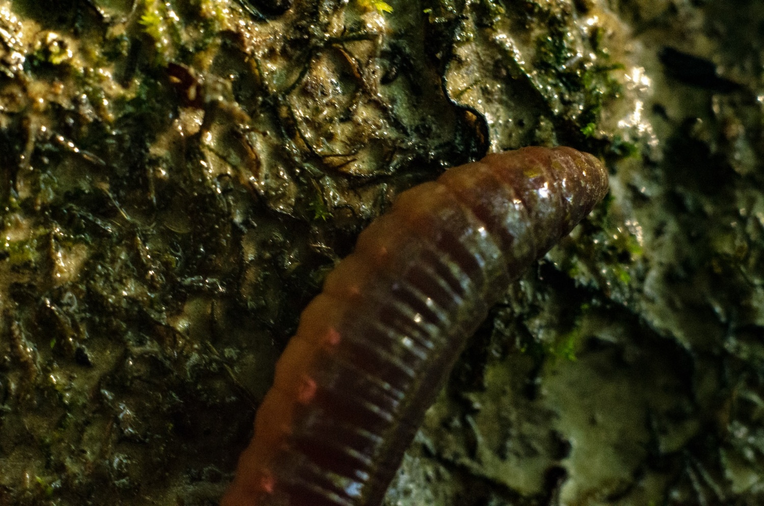 Ancient Armored Worm That Scuttled Along the Ocean is Ancestor to Three Animal Groups
