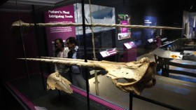 Smithsonian's National Museum of Natural History Holds Preview For 