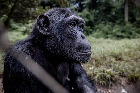 Fascinating Study Finds First Evidence of Lasting Social Relationships of Chimpanzees and Gorillas in Wild