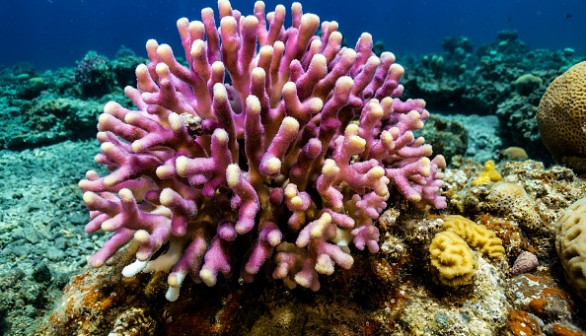 The Red Sea 'Super Corals' Proving Resistant To Rising Ocean Temperatures