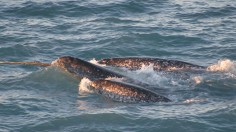 Chaos Theory Sheds Light on Weird Behavior of Vulnerable Narwhals