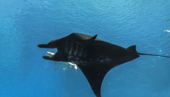 40 Years and Counting: Taurus, Oldest Manta Ray in the World Still Living Healthily in Great Barrier Reef
