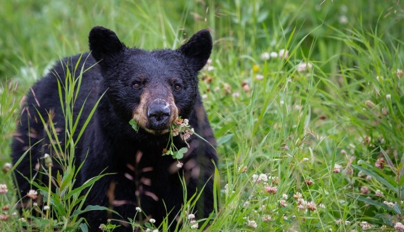 Feeding Bears Like Carnivores Could Kill Them