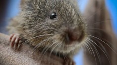 Endangered Rodent Amargosa Vole Returns to the Mojave Desert Following Successful Habitat Restoration Efforts —California