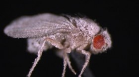 Fruit Fly Infected