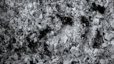 Light gray Abstract Textures Ash wood background closeup.