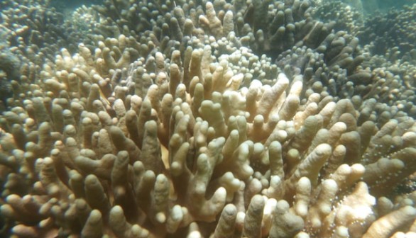 Coral sea life on the Great Barrier Reef