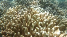 Coral sea life on the Great Barrier Reef
