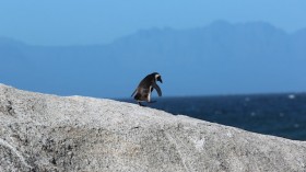 Penguin walks on rock