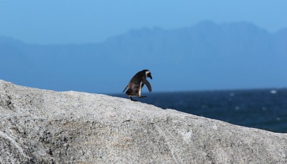 Penguin walks on rock