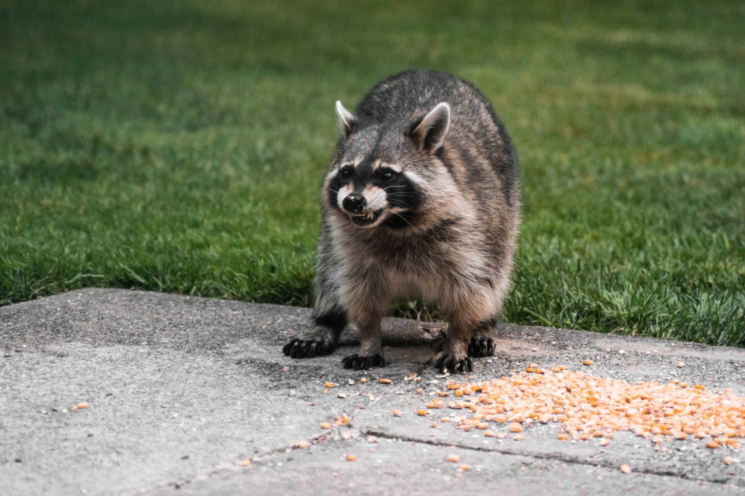 Продолжать животных. Angry Raccoon. Rocky Raccoon. Canada Raccoons.