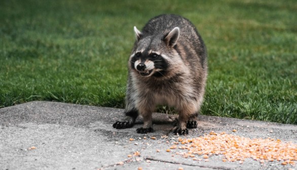 Wildlife Officials to Distribute Fishmeal-Baited Oral Rabies Vaccines in Fight Against Raccoon Rabies 
