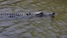 Florida alligator 
