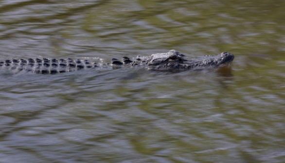 Florida alligator 