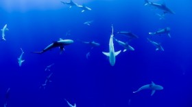 40+ sharks by the guides estimate