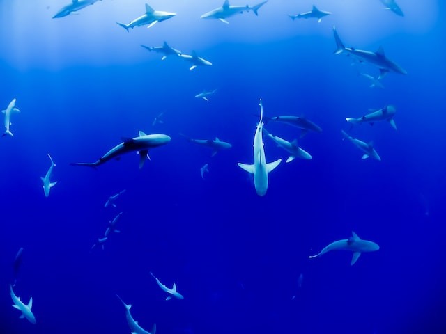 40+ sharks by the guides estimate