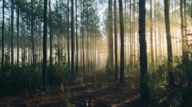 Illuminated woods