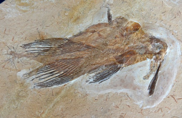 Nuevo fósil encontrado en Australia podría ser la especie de ave más grande del mundo que caminó sobre la Tierra