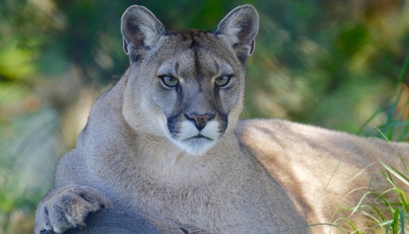 Mountain Lions Roam Neighborhoods in Search of Food, Water, New Habitat — Experts Say