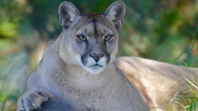 Mountain Lions Roam Neighborhoods in Search of Food, Water, New Habitat — Experts Say