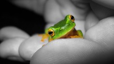 New Species of Tree Frog with Unique Shrill Calls Discovered in Costa Rica