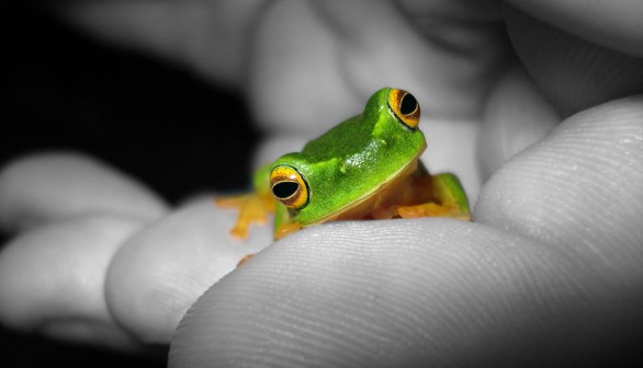New Species of Tree Frog with Unique Shrill Calls Discovered in Costa Rica
