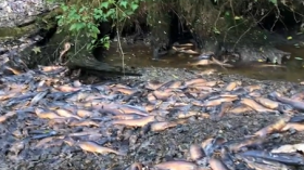 Dead salmon in a dried up river.