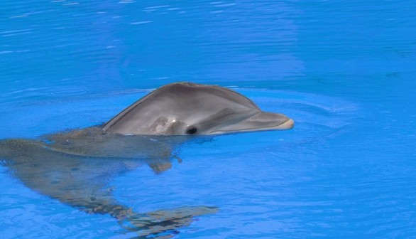 dolphin