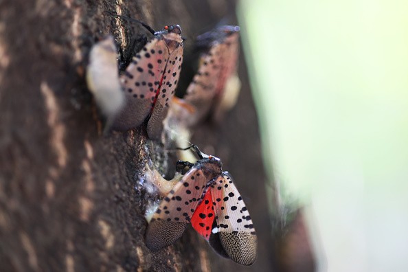Invasive Species Spotted Lanternfly Permeates Across Northeast With Fears They Could Spread Further