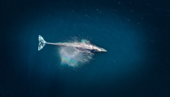 gray whale