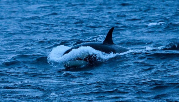 NORWAY-ARCTIC-ENVIRONMENT-ANIMALS-ORCAS