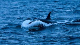 NORWAY-ARCTIC-ENVIRONMENT-ANIMALS-ORCAS