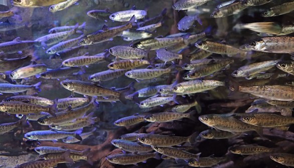 First Time Sighting: Endangered Fish Coho Salmon Found Following Revitalization Efforts in Mill Creek, California