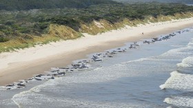 Mass Whale Stranding On Tasmania's West Coast