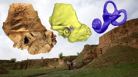 The Xujiayao 15 late archaic human temporal bone from northern China with the extracted temporal labyrinth superimposed on a view of the Xujiayao site.