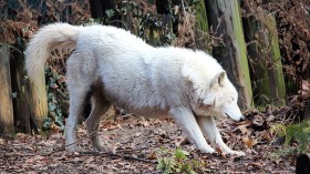 Wildlife Organizations Offer $51k Reward For Leads on Death of 6 Endangered Gray Wolves Poisoned in Washington