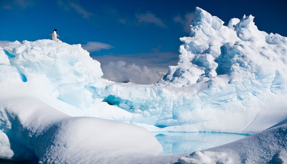 Adélie penguins