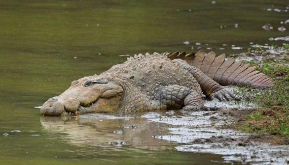 SRI LANKA-WILDLIFE-CROCODILE