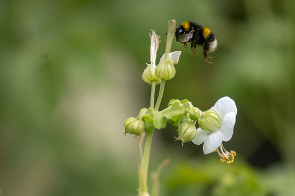 Study Discovers that Bumble Bees Have Useful Memories To Find Flowers Options