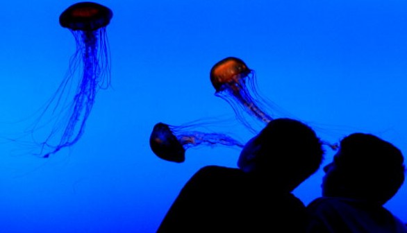 Jellyfish at the Georgia Aquarium 