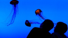 Jellyfish at the Georgia Aquarium 