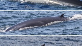 Gulf of Mexico Whales: Discovered Last Year, Facing Possible Extinction This Year