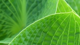 Close up photo of green leaf photo
