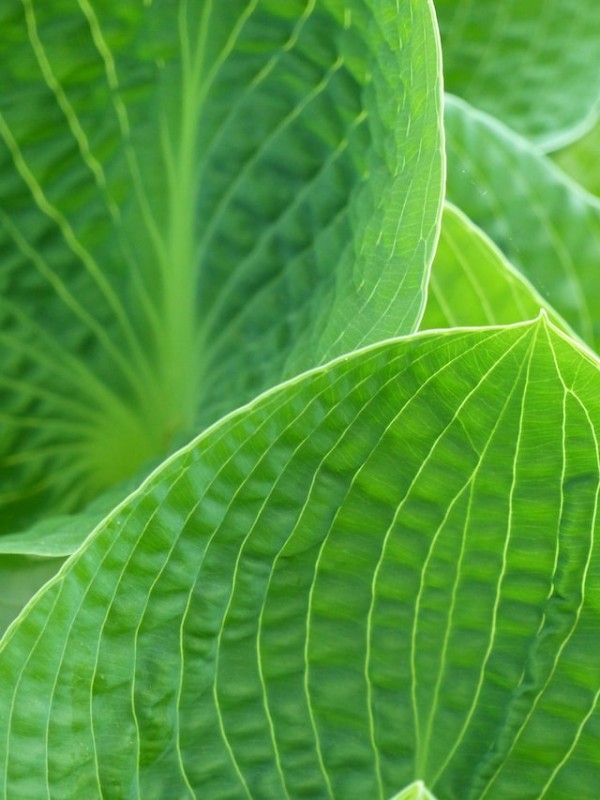 Close up photo of green leaf photo