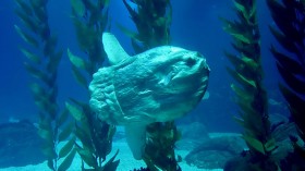 Ocean sunfish